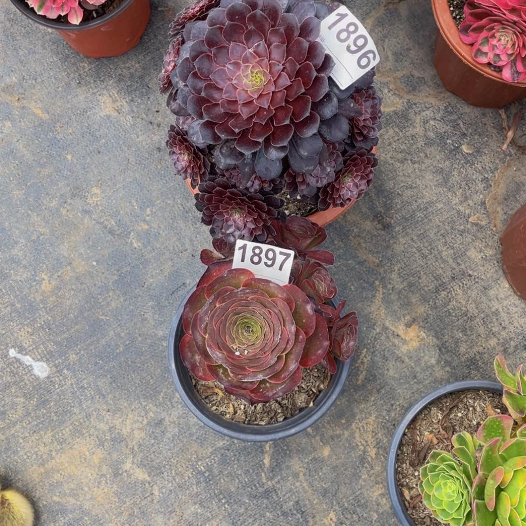 无花朵西***）黑铜壶1896福利