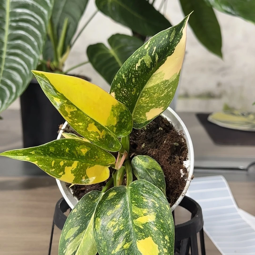 无花朵洒金刚果蔓绿绒