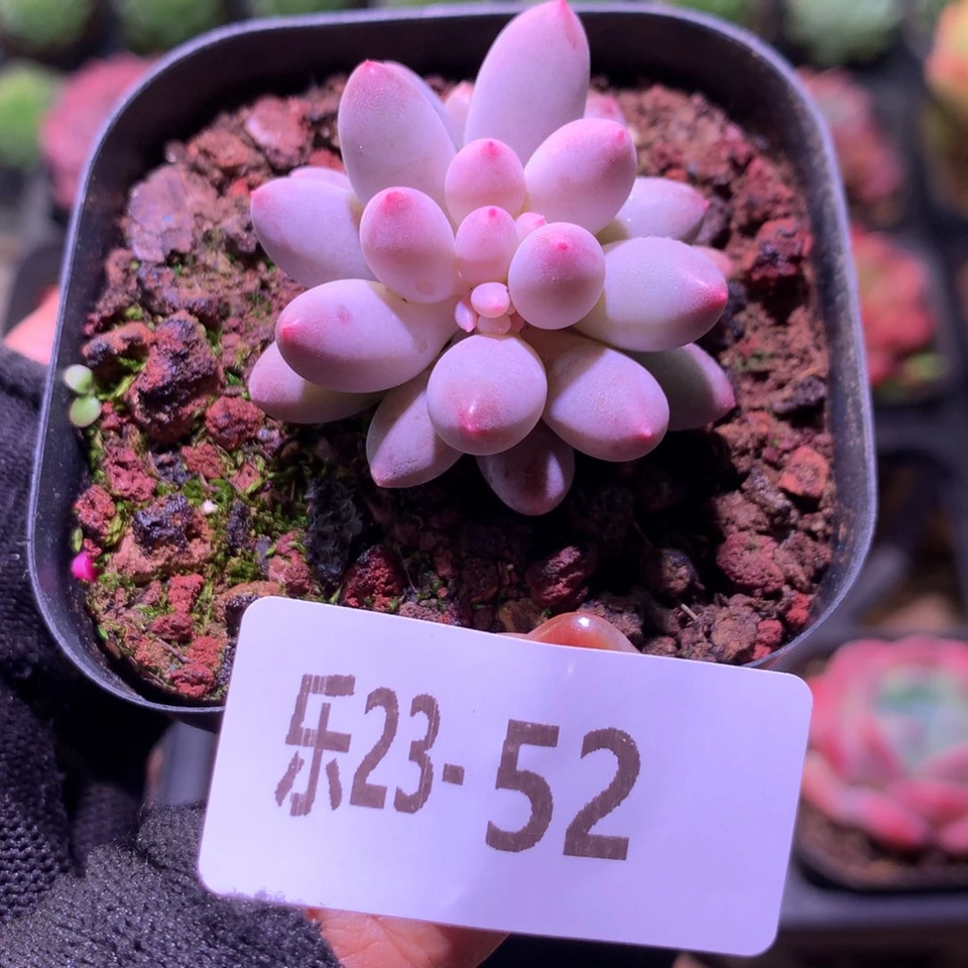 乐然23-52 婴儿手指