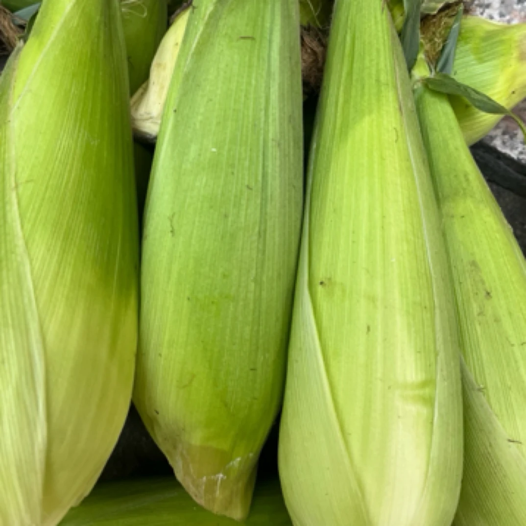 【糯甜玉米】本地老百姓新鲜现掰甜糯玉米饱满顺丰包邮