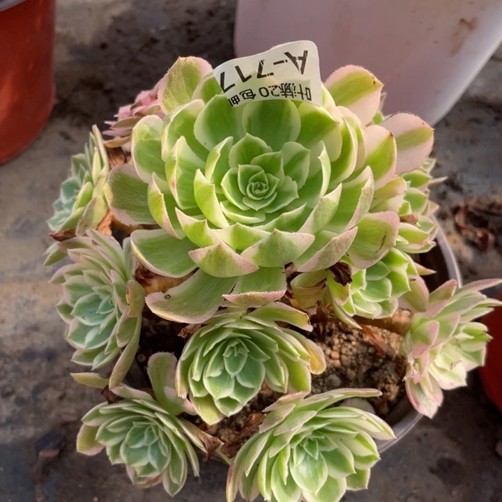 717海王多肉123445789