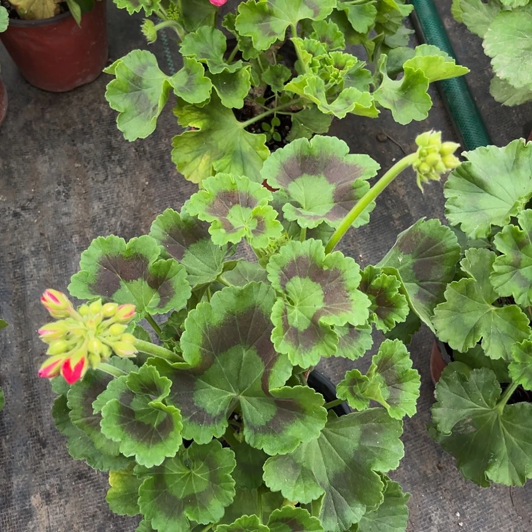 完全开放朝霞1111