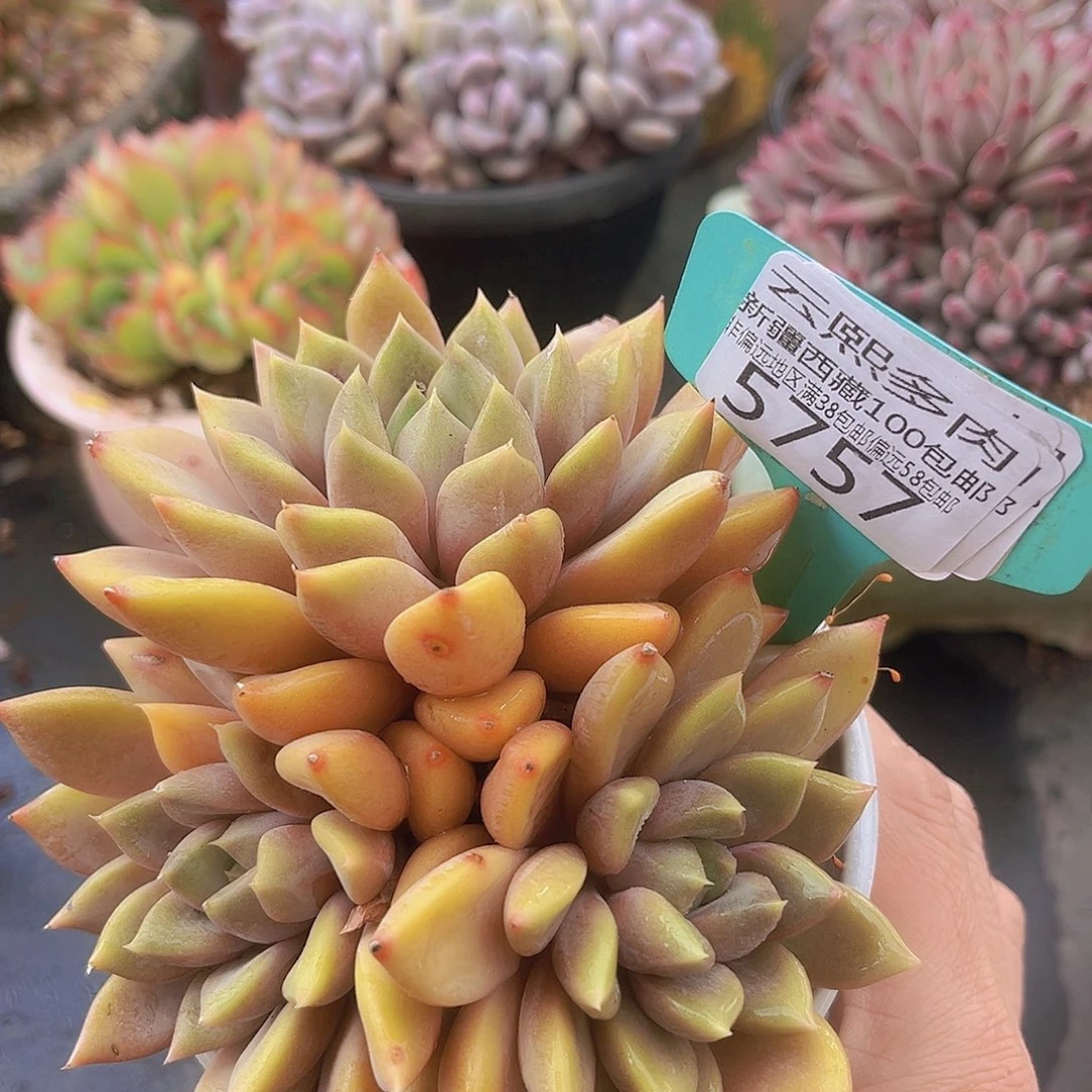 5757象牙多肉植物