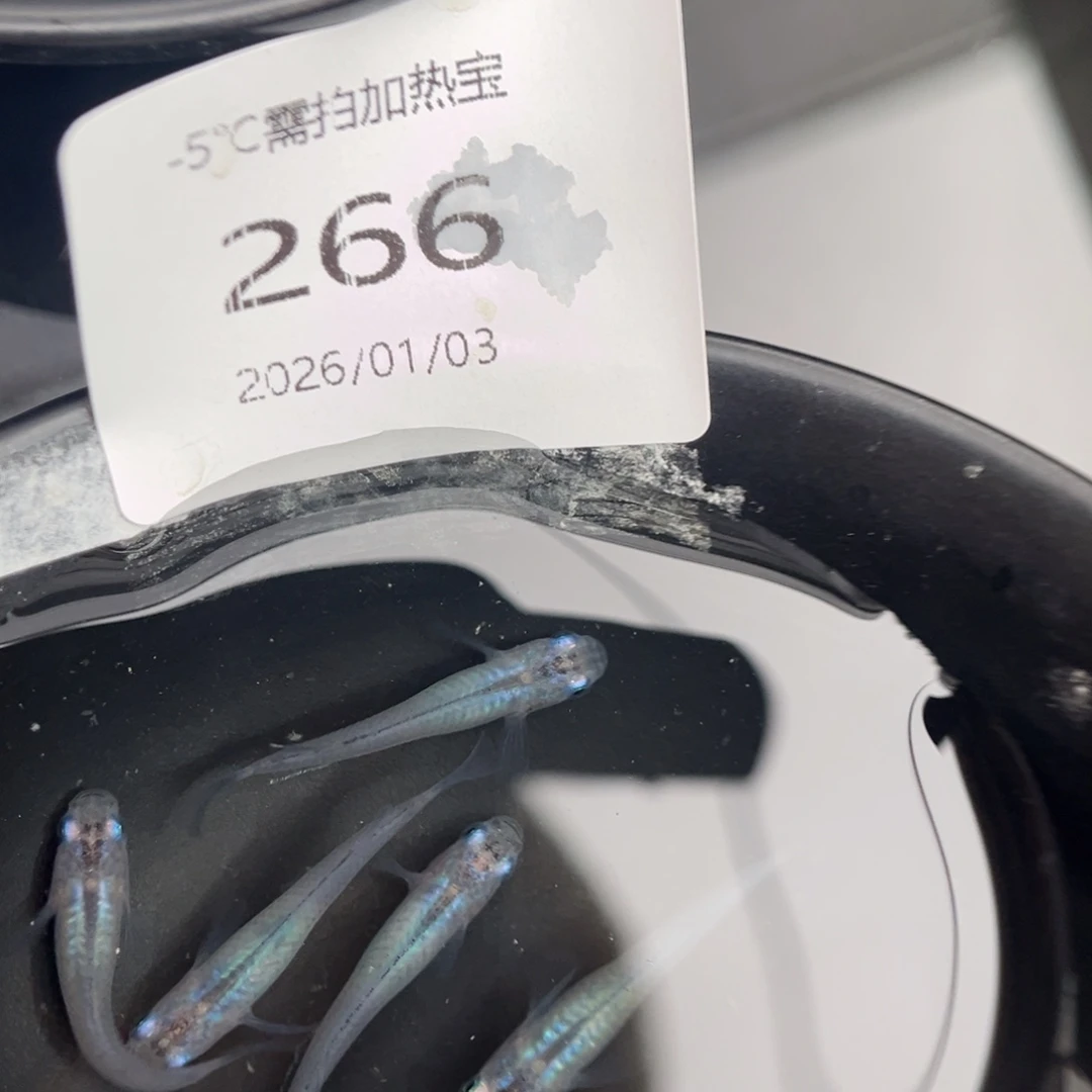 青鳉鱼266水滴五尾