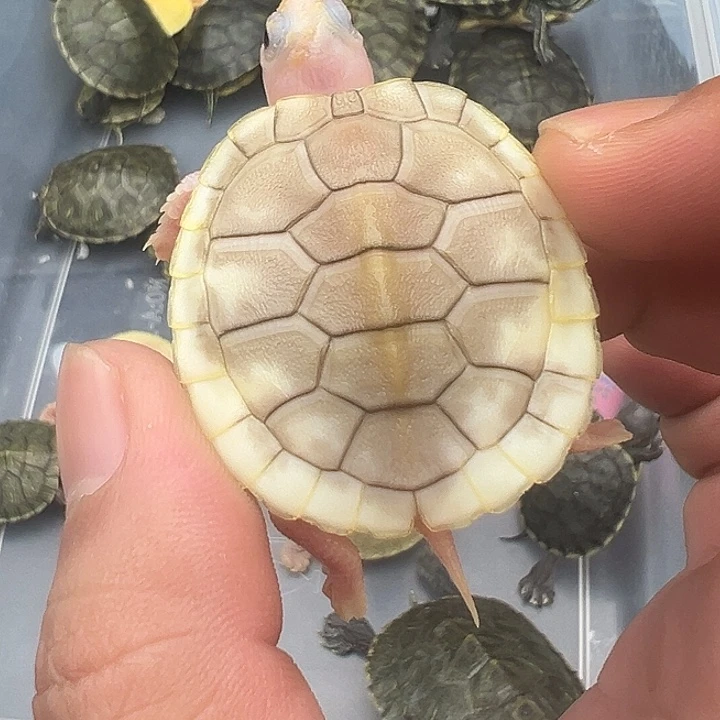 绿毛龟母巴西焦糖