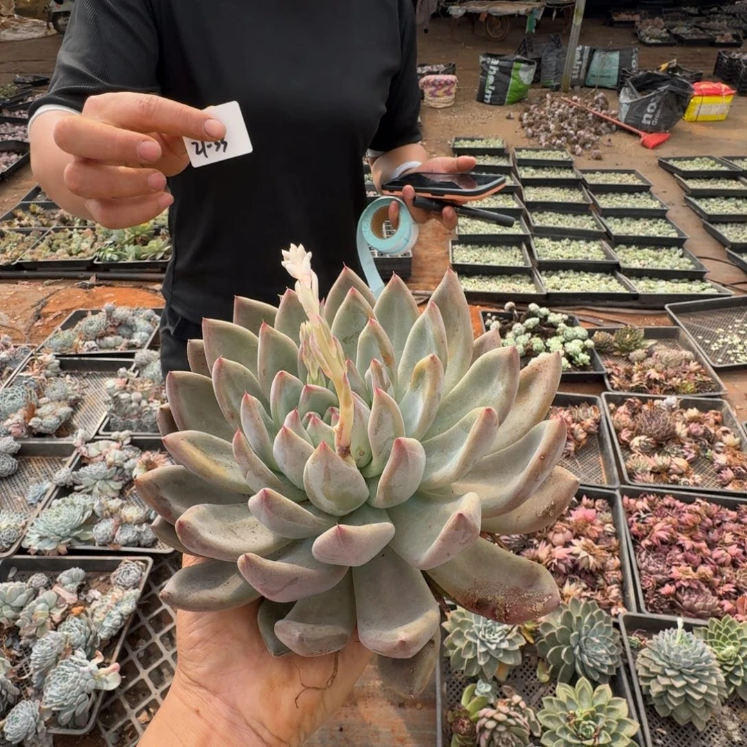 婚戒一颗连湖畔爱滴21-33