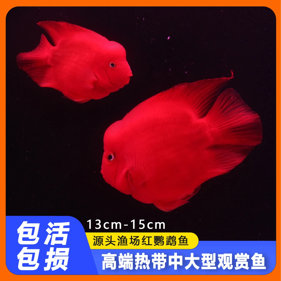 财神鱼观赏血红鹦鹉观赏鱼热带招财观赏血鹦鹉元宝招财观赏13-15