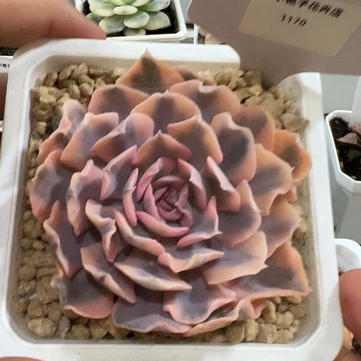 1170号利比里亚锦多肉