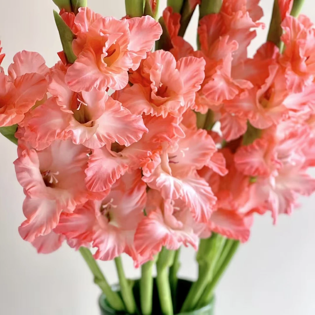 福利品【弗拉融合】剑兰荷兰进口种球唐菖蒲室内阳台庭院兰花盆000