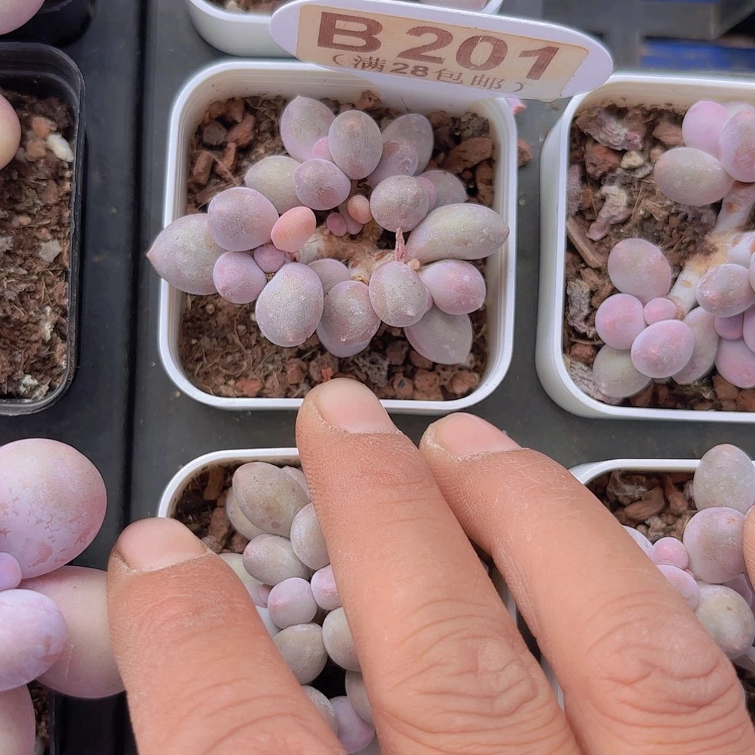 B201汤圆一物语拍啊