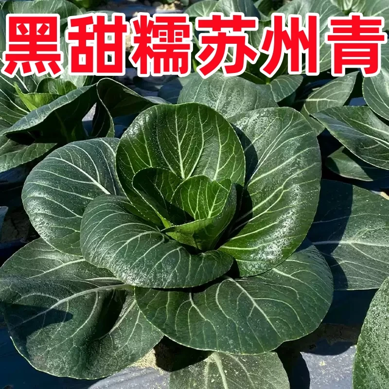 黑甜糯苏州青种子黑大头黑叶矮脚青菜种籽四季青梗小白菜蔬菜lz