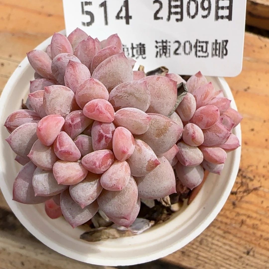 花语逸境0209-514