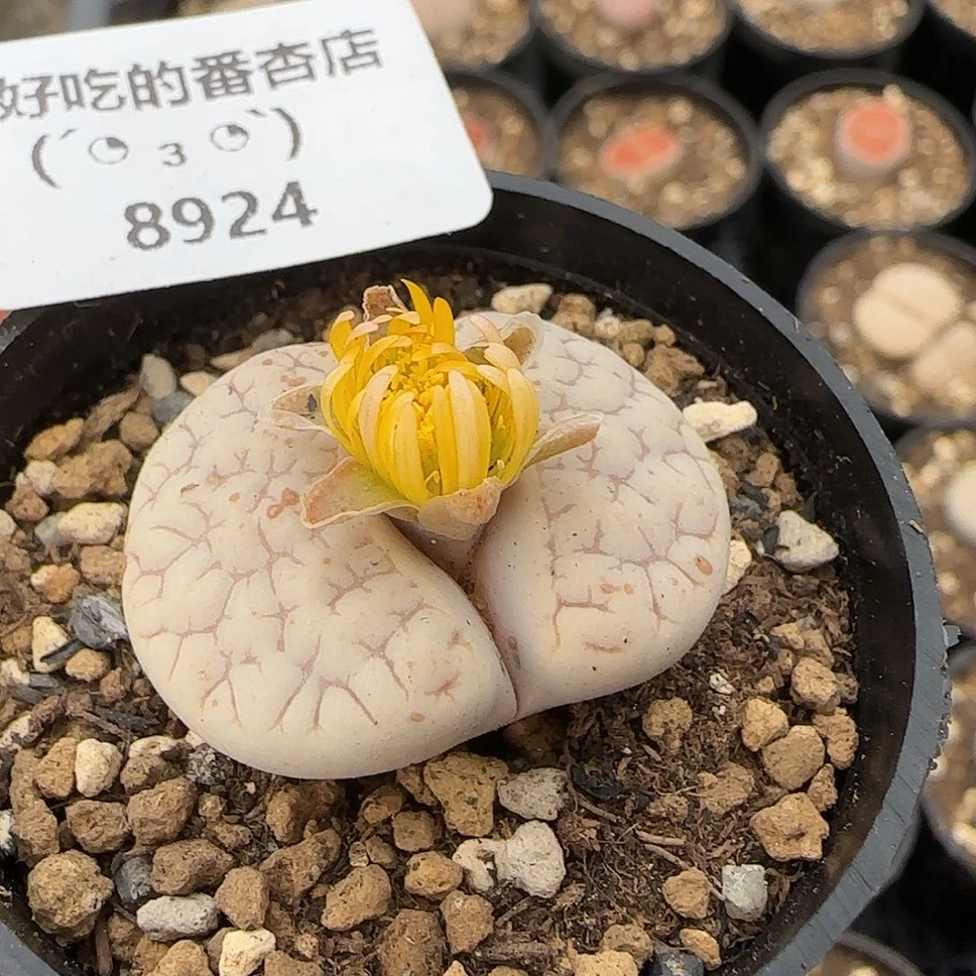 8924。默认脱土。18包邮。偏远88包邮