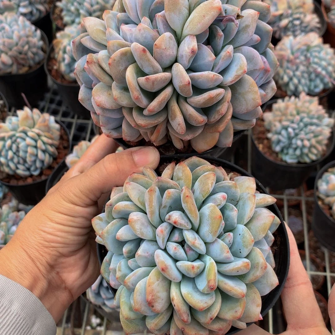 7268两个朵朵一起的日子越来越