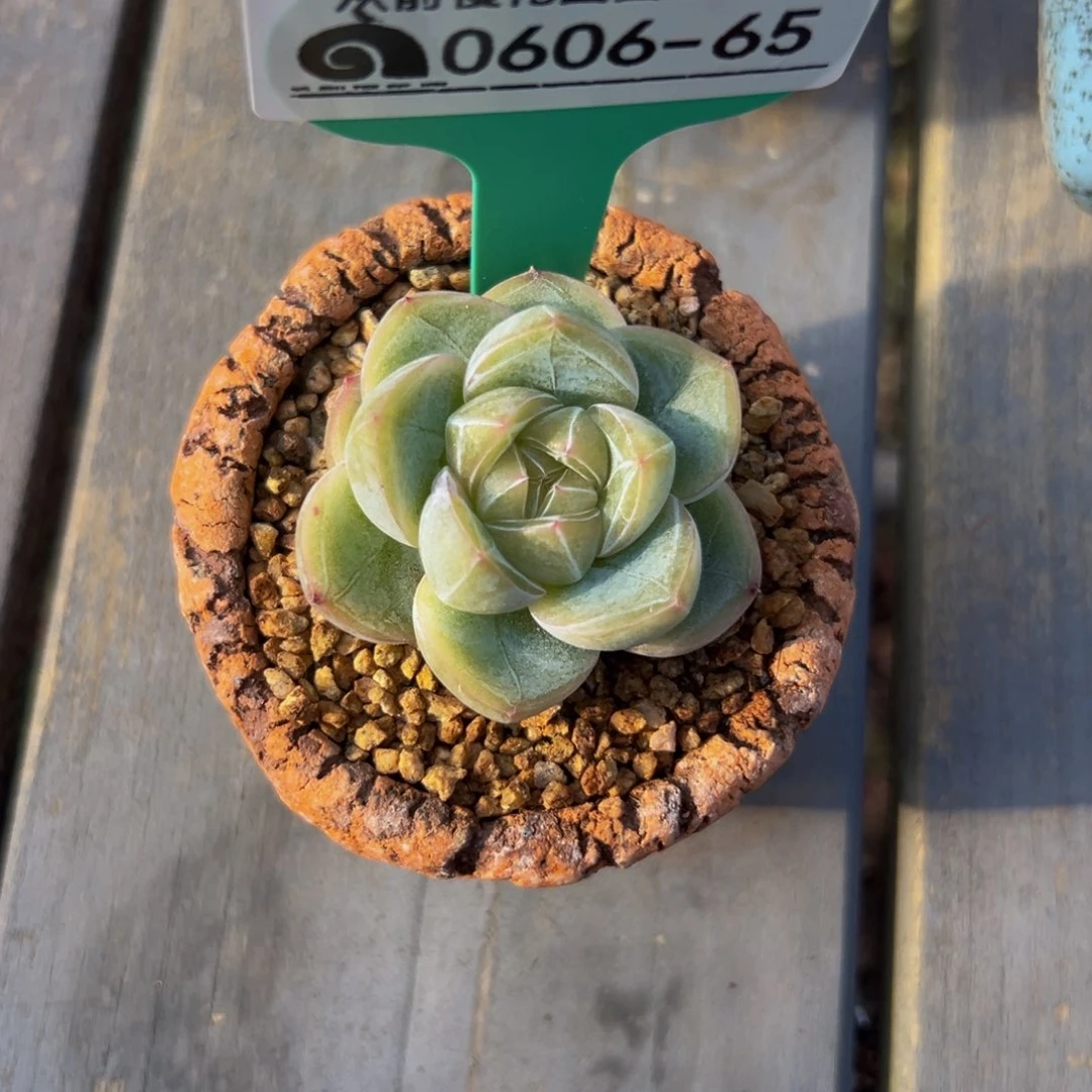 多肉一物一拍0606-65