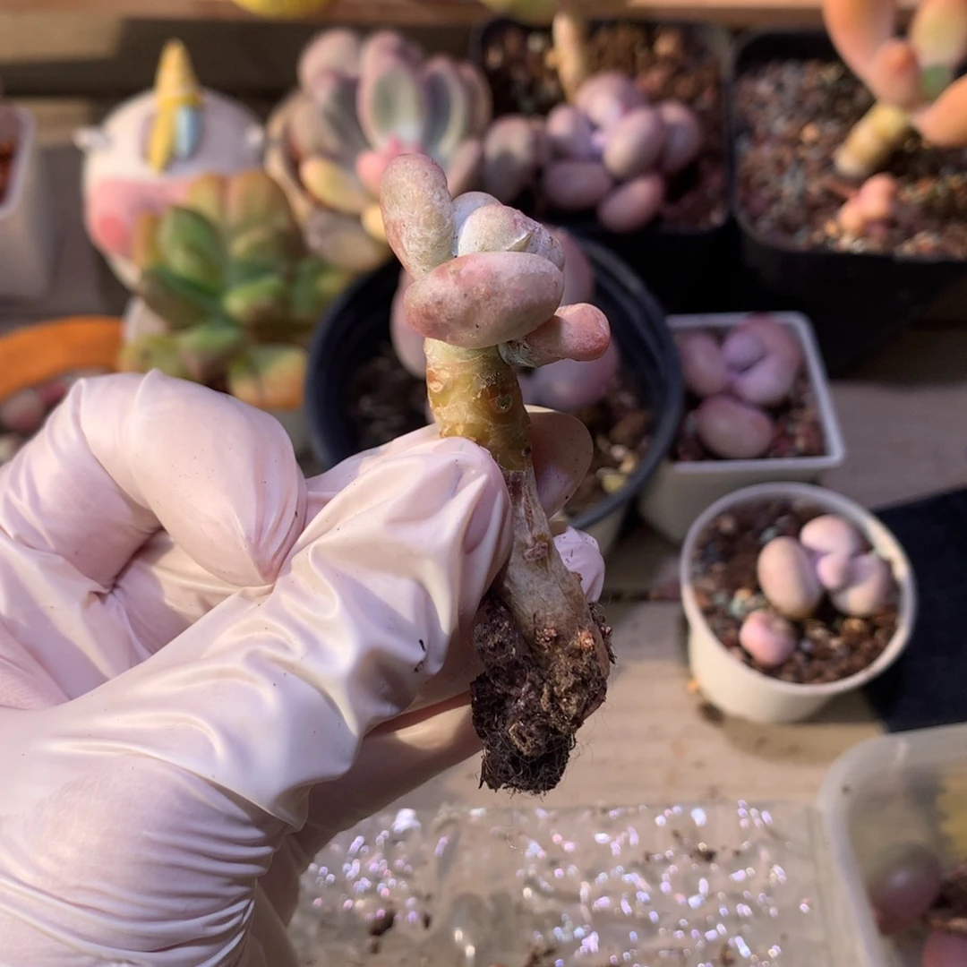 油煎奶酪多肉油煎奶酪