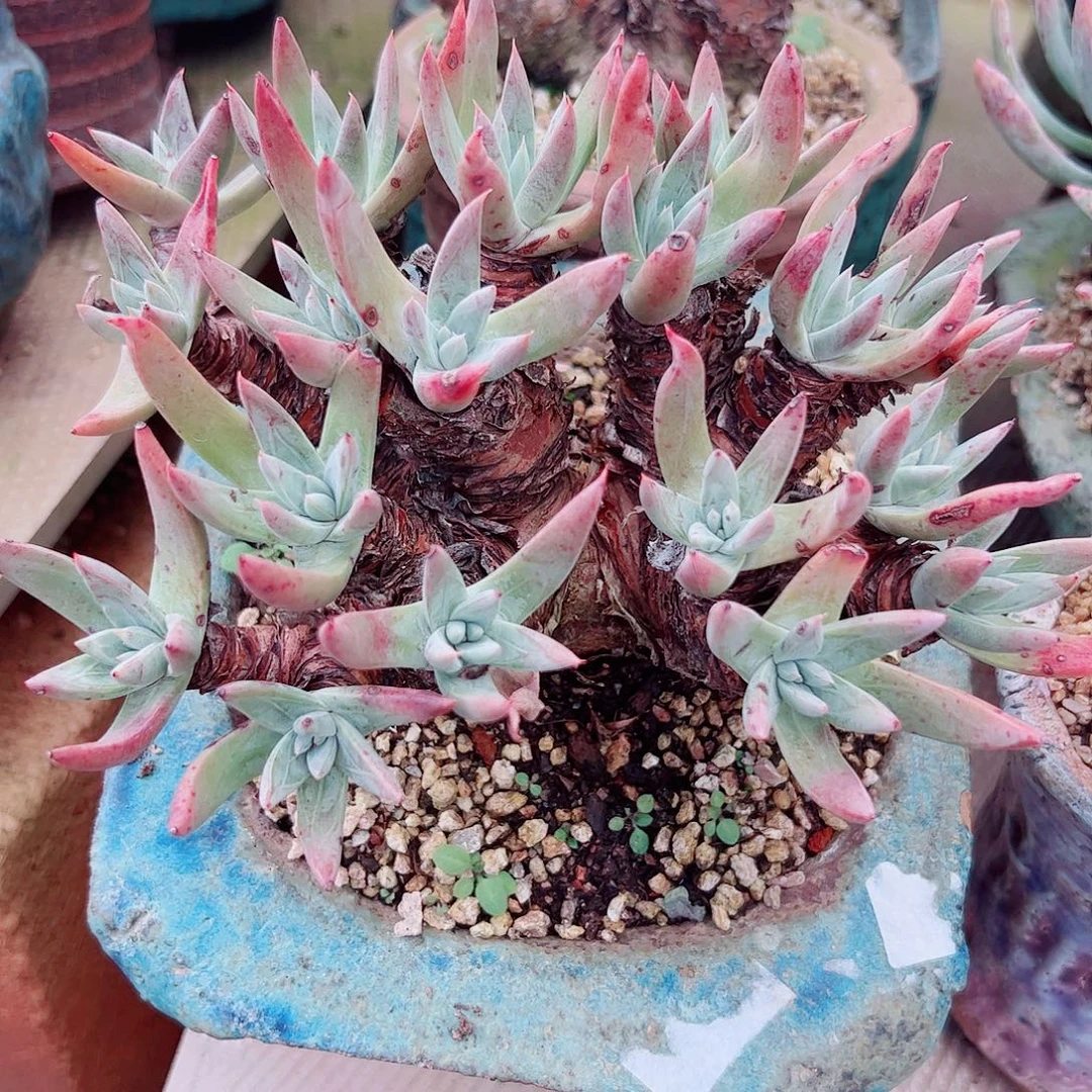 2254阿尔比海瑟仙女杯