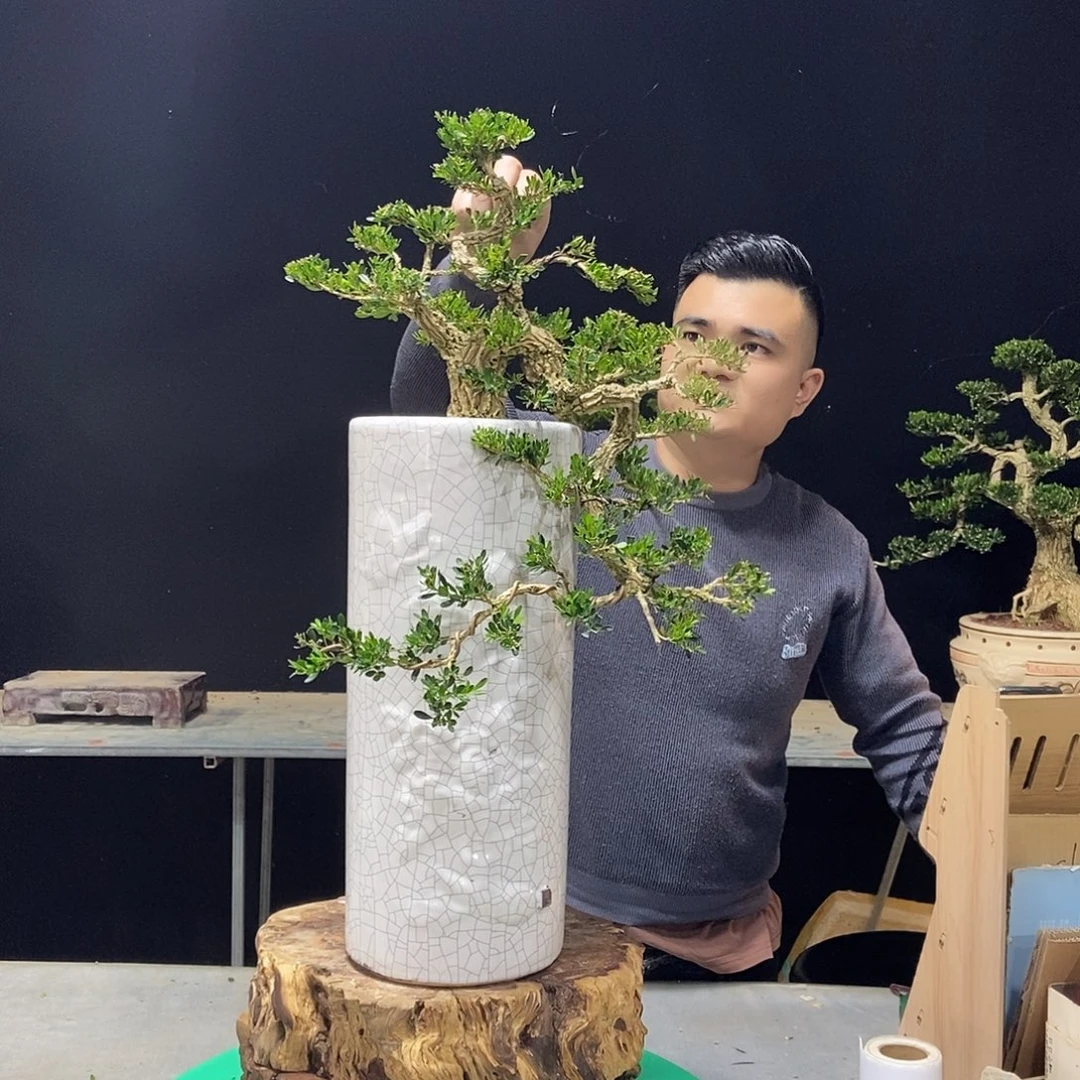 无花朵广东小叶黄杨