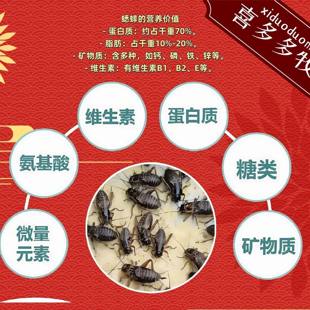 油葫芦蟋蟀宠物活体虫爬宠饲料画眉蜥蜴蜘蛛豹纹守宫睫角树蛙养殖