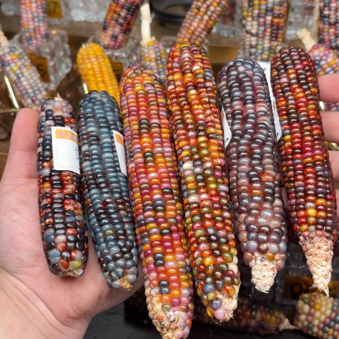 柏香籽/百香籽吊坠康**仔