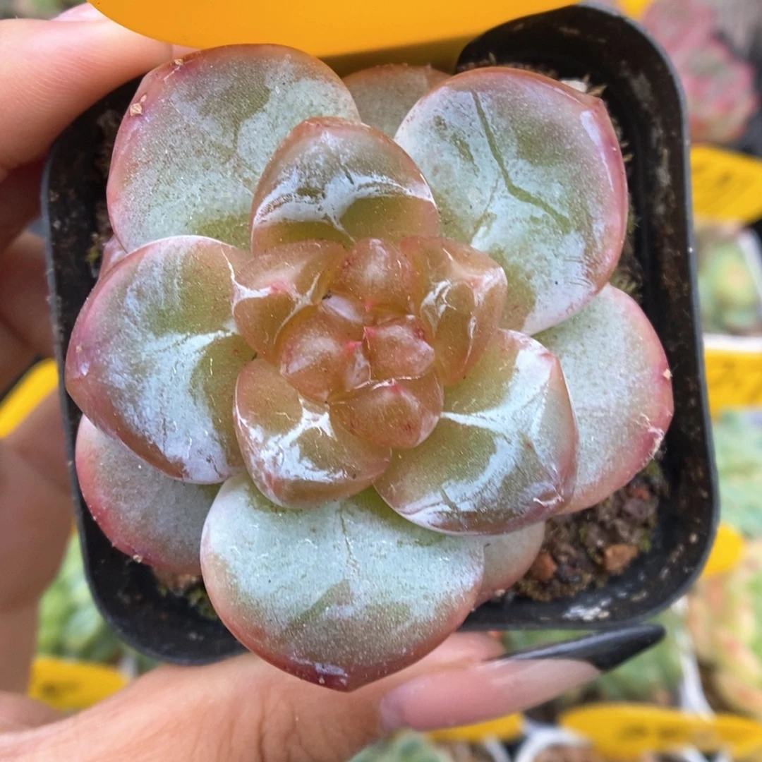 灯泡心珍妮可拍4016号。