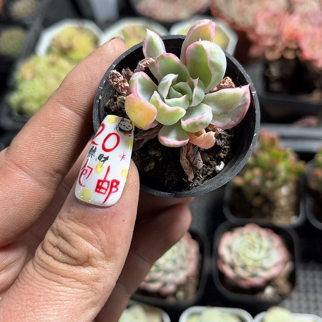 昔*24994一物一拍单头发货