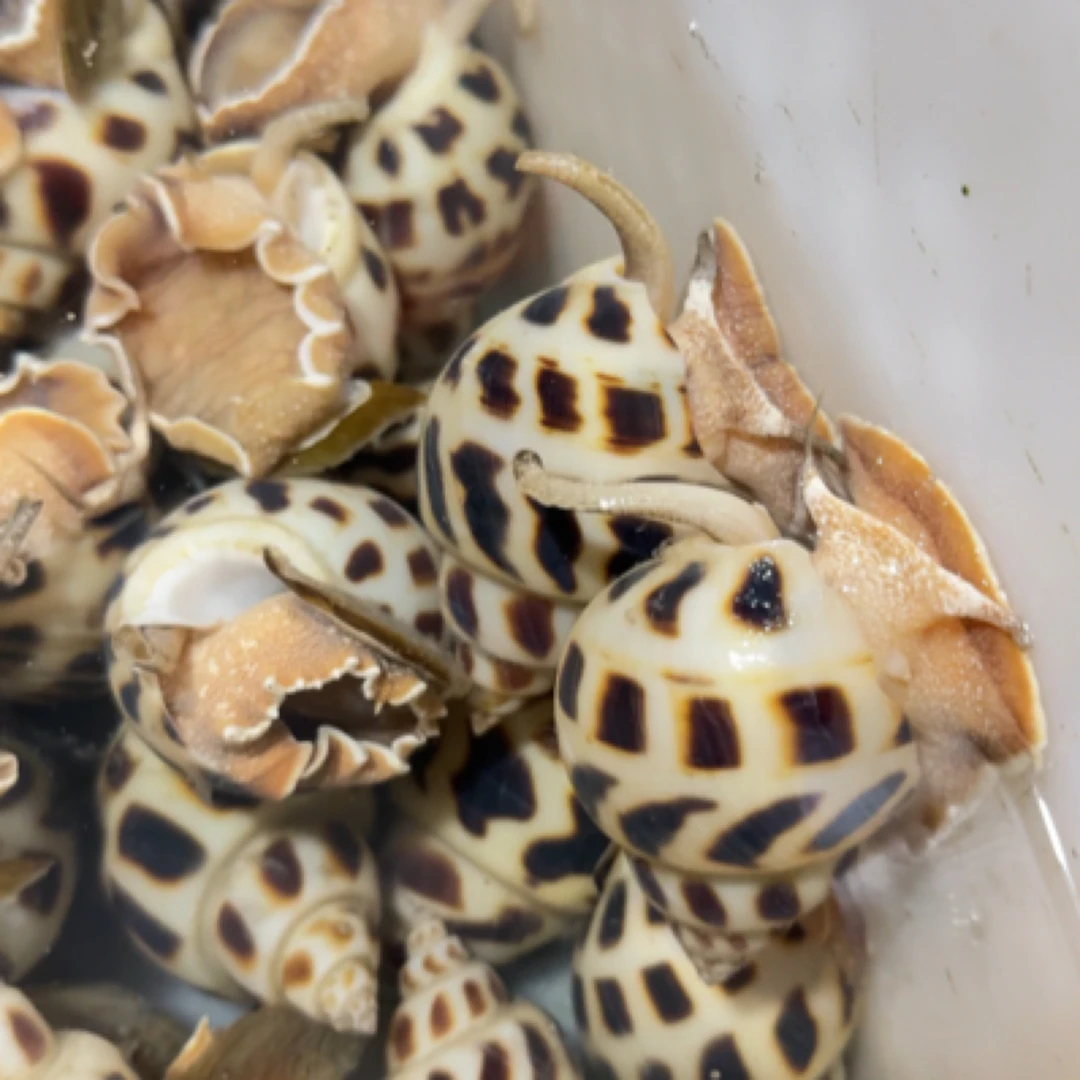 海南大花螺 500g