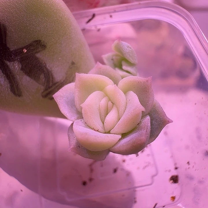 3号，白昼叶差多头一物一拍