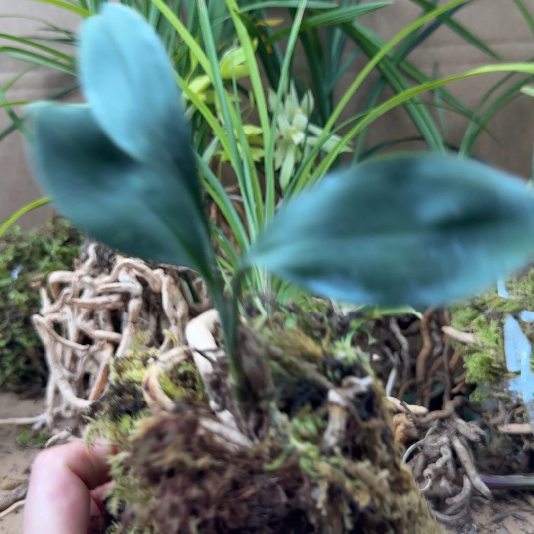 完全开放云上花卉一物一拍