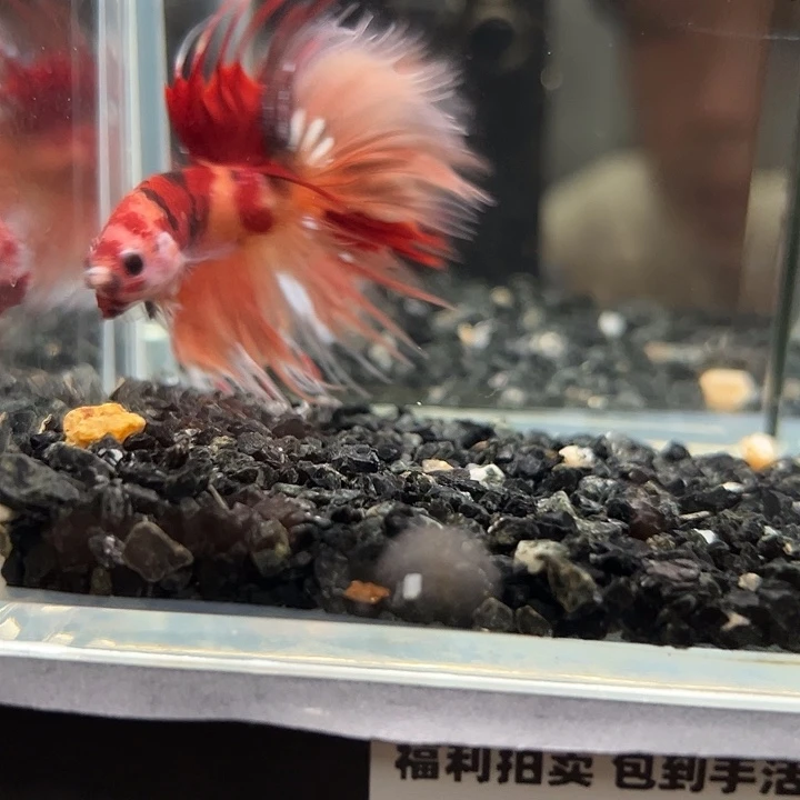 斗鱼满30包邮11日42