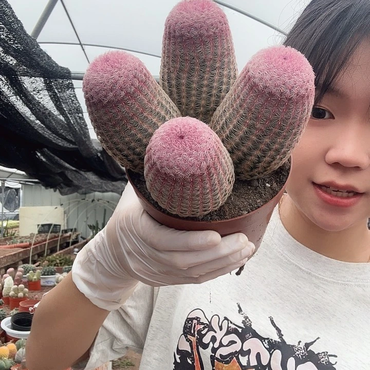 四头红太阳（断头掉崽不售后