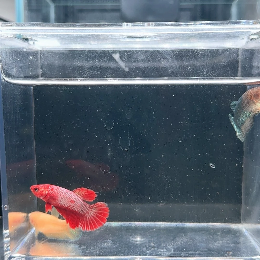 斗鱼活体观赏鱼好养耐活