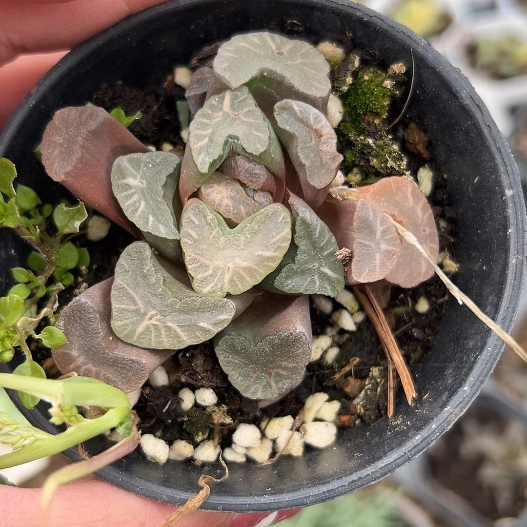 多肉植物万象玉露