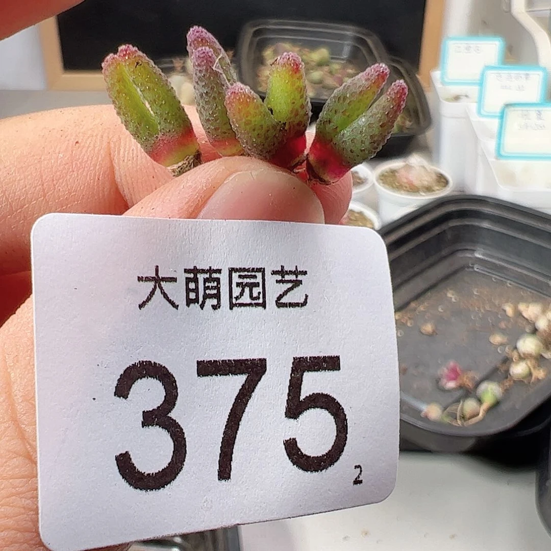 0000375 一物一拍……