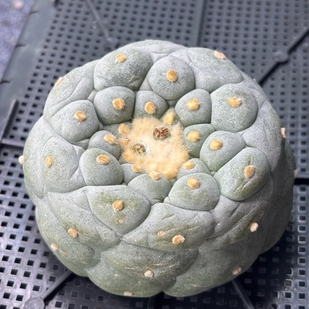 仙人球 有根 一物一拍 728