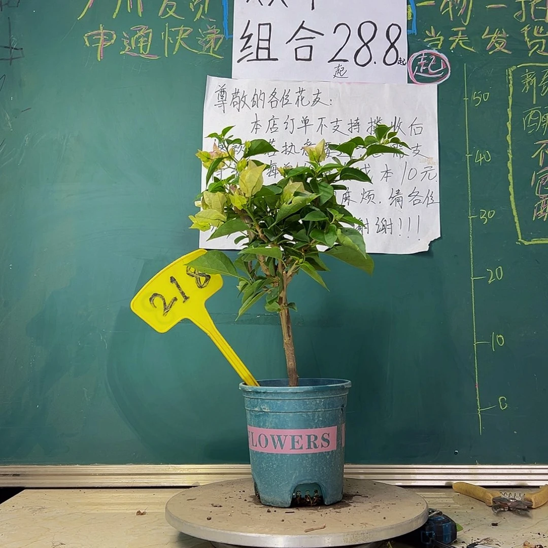 当前无花栽培后可以开花 小画报  218