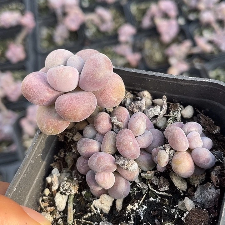 一物一拍满18包邮
