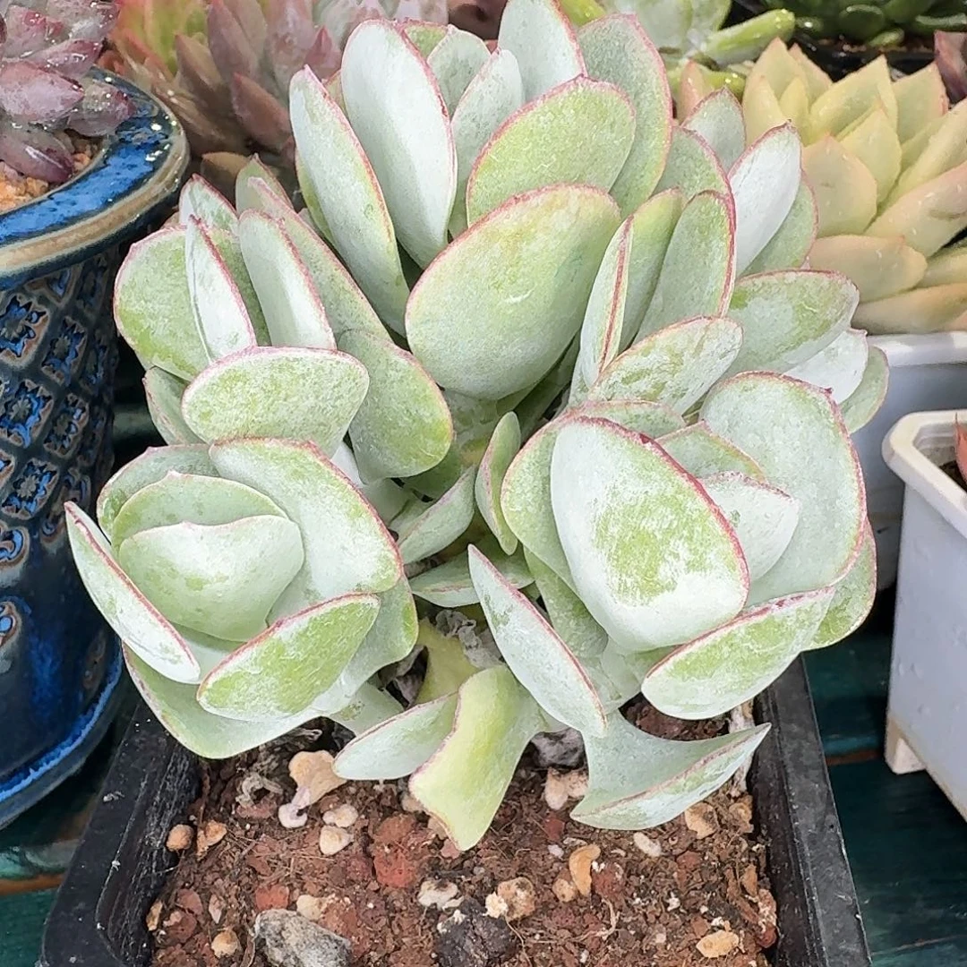 从前慢多肉编号白眉树