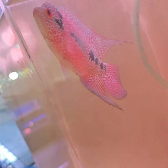 海水鱼淡水热带鱼罗汉鱼大苗