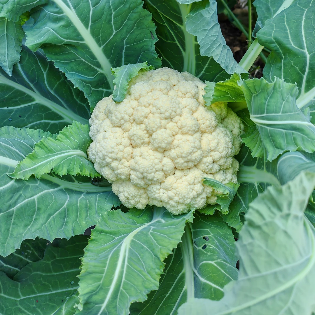 新鲜清甜花菜当季现摘新鲜蔬菜