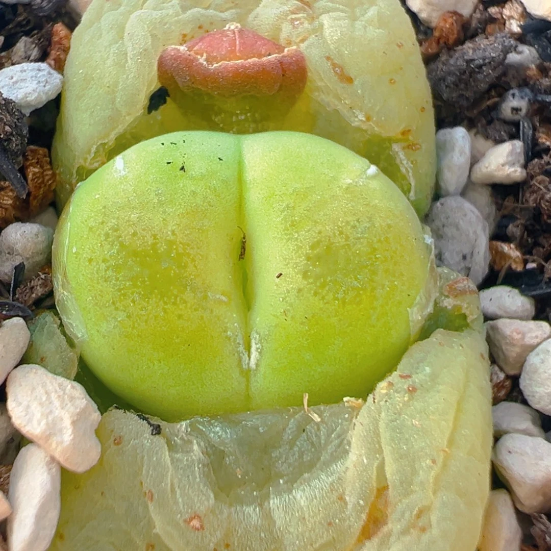 2731多肉植物百科知识