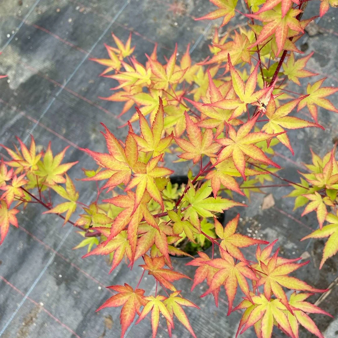 【红皮】枫享家枫树庭院阳台植物