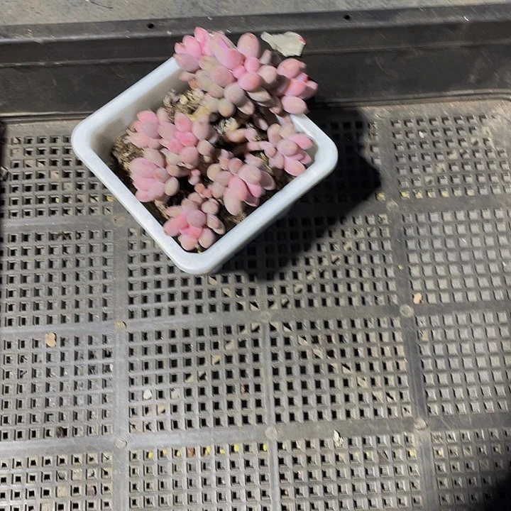 木**938号筐带盆土发