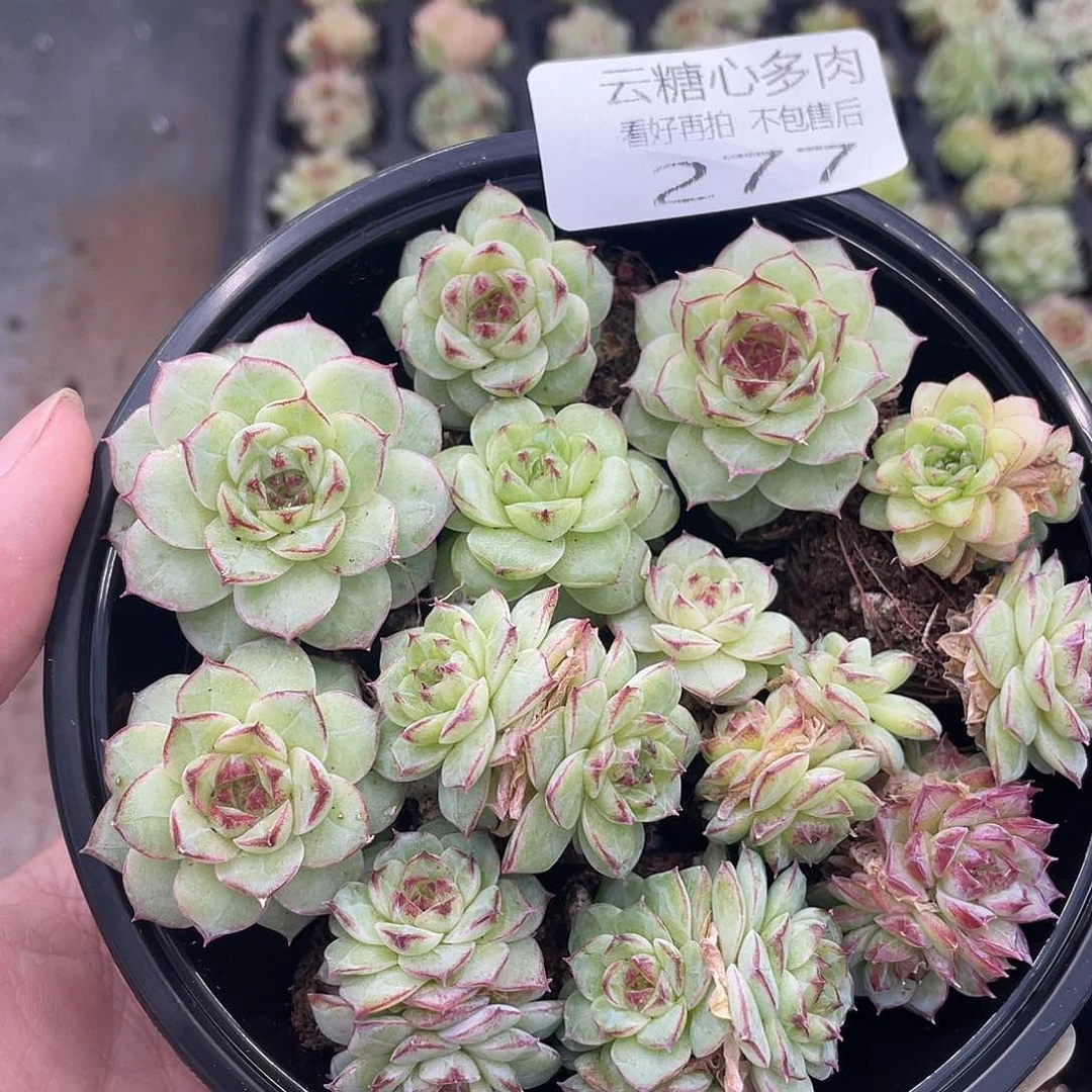 云糖心多肉植物277