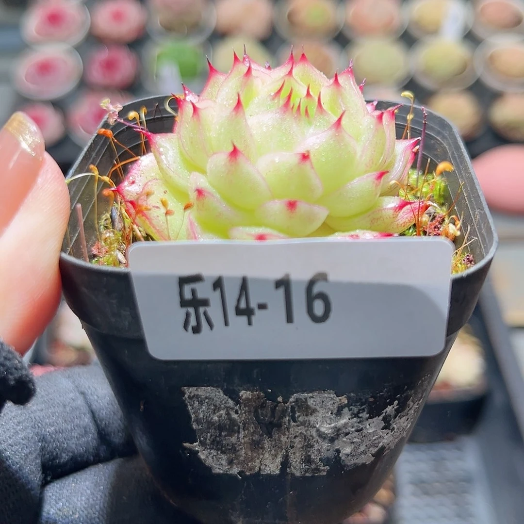 乐14-16 麦秆单头