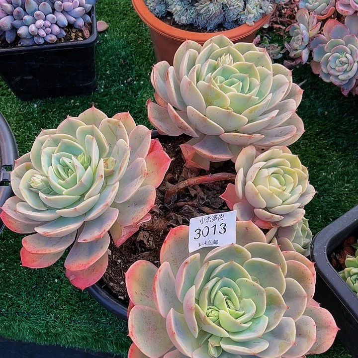 ?***夏公主群生3013