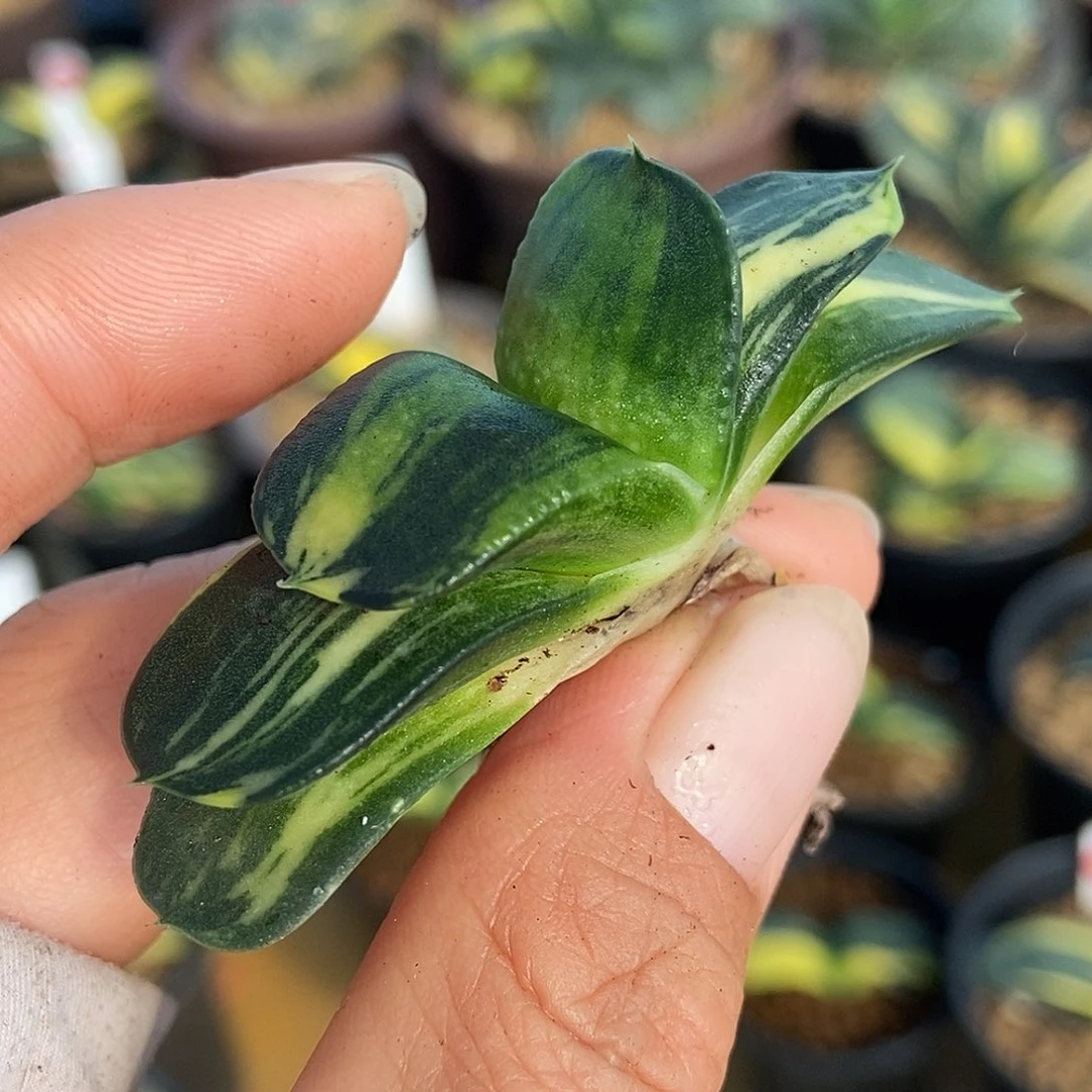 803卧牛实生锦带盆发货