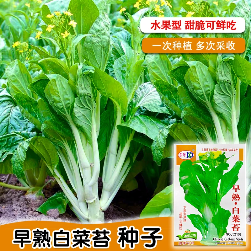 早熟白菜苔种子菜种籽秋冬季种白菜心种孑蔬菜种四季菜薹种籽
