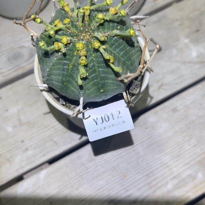 粗砂花盆用****8YJ012➕10斤景天土