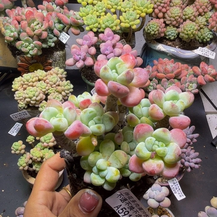 白罗琦591/9cm多肉
